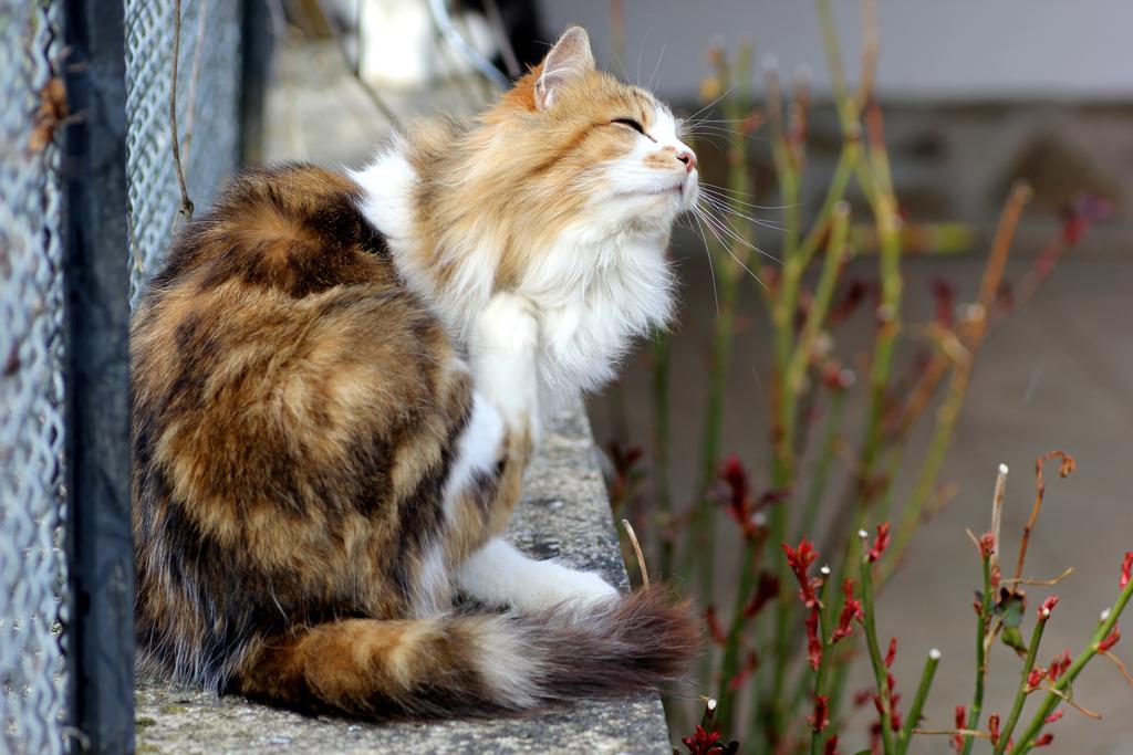 La Maison Des Chats Saint-Mary-le-Plain Екстер'єр фото