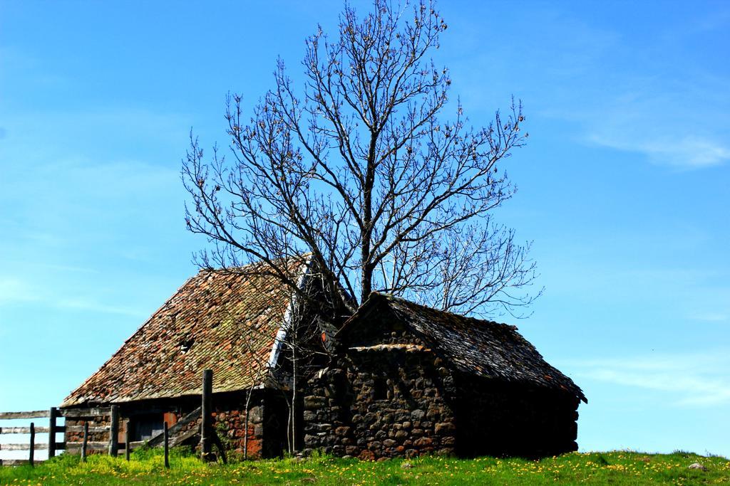 La Maison Des Chats Saint-Mary-le-Plain Екстер'єр фото