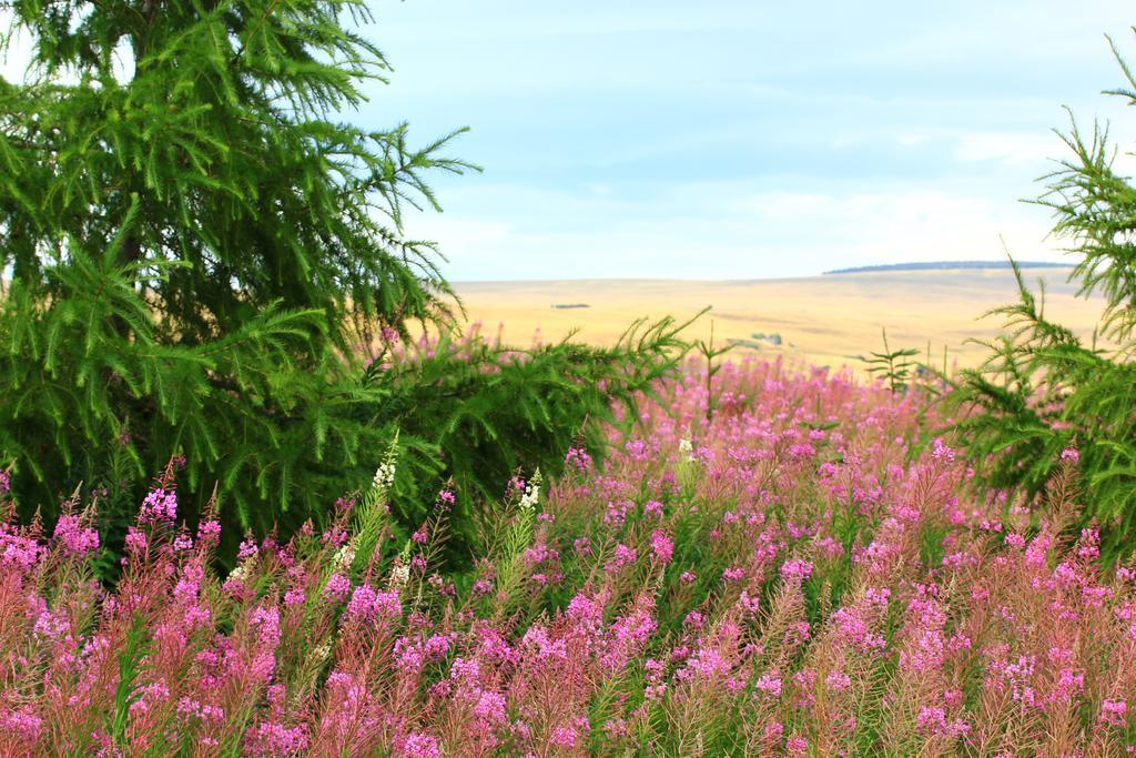 La Maison Des Chats Saint-Mary-le-Plain Екстер'єр фото