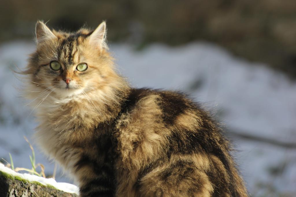 La Maison Des Chats Saint-Mary-le-Plain Екстер'єр фото